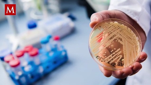 Candida auris: Alertan por alza de casos de hongo en EU; se propaga facilmente y es superresistente
