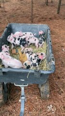 Finding Reba's Piglets in the Woods