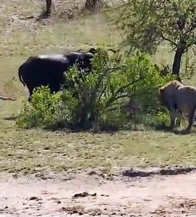 Lion attacks on buffalo