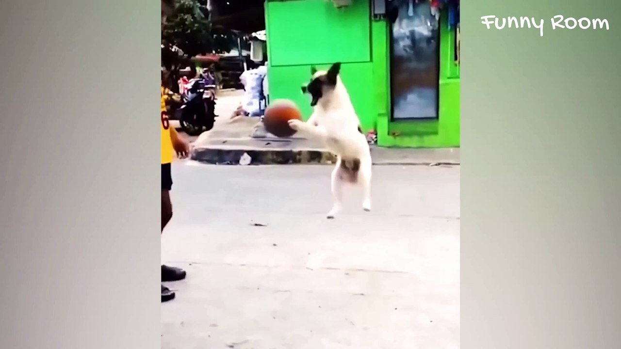 Best Funniest Cat And Dog videos 2023  Funny Animal