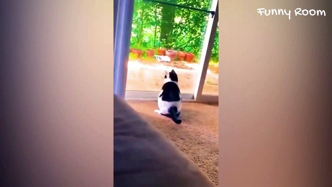 Funniest Cats And Dogs Videos  - Best Funny Animal Videos 2023