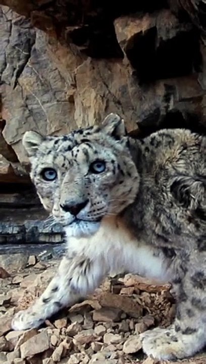 Snow Leopard