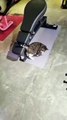 Cat the gym very funny cat | cute kitten funny video | Cute Animal