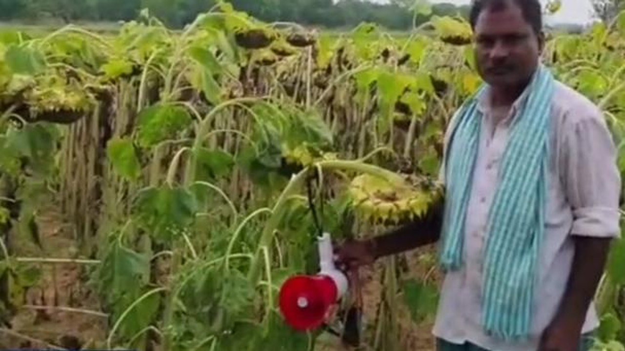 సిద్దిపేట: పంటలకు పక్షుల బెడద.. రైతు వినూత్న ఆలోచన అదుర్స్