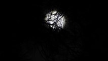 Bats Squeaking Sounds | Bats squawk under the dark moon behind a tree