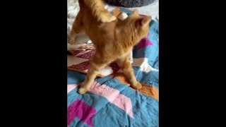 FUNNY CAT MEMES COMPILATION