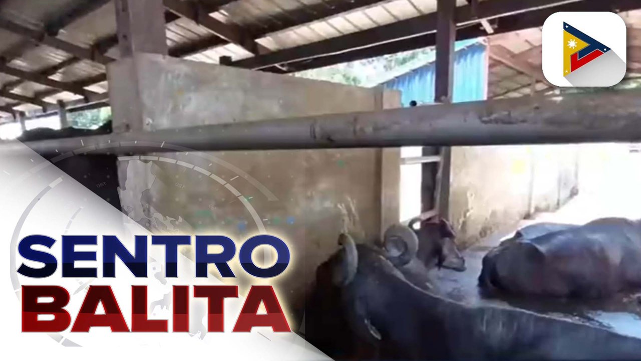 PH Carabao Center, hinikayat ang publiko na suportahan ang Carabao development program