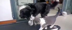 Funniest animal video 2023 | funniest cats and dog | Cute Animals