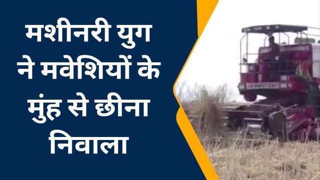 हमीरपुर: मशीनरी युग ने मवेशियों के मुंह से छीना निवाला, देखिए खास रिपोर्ट