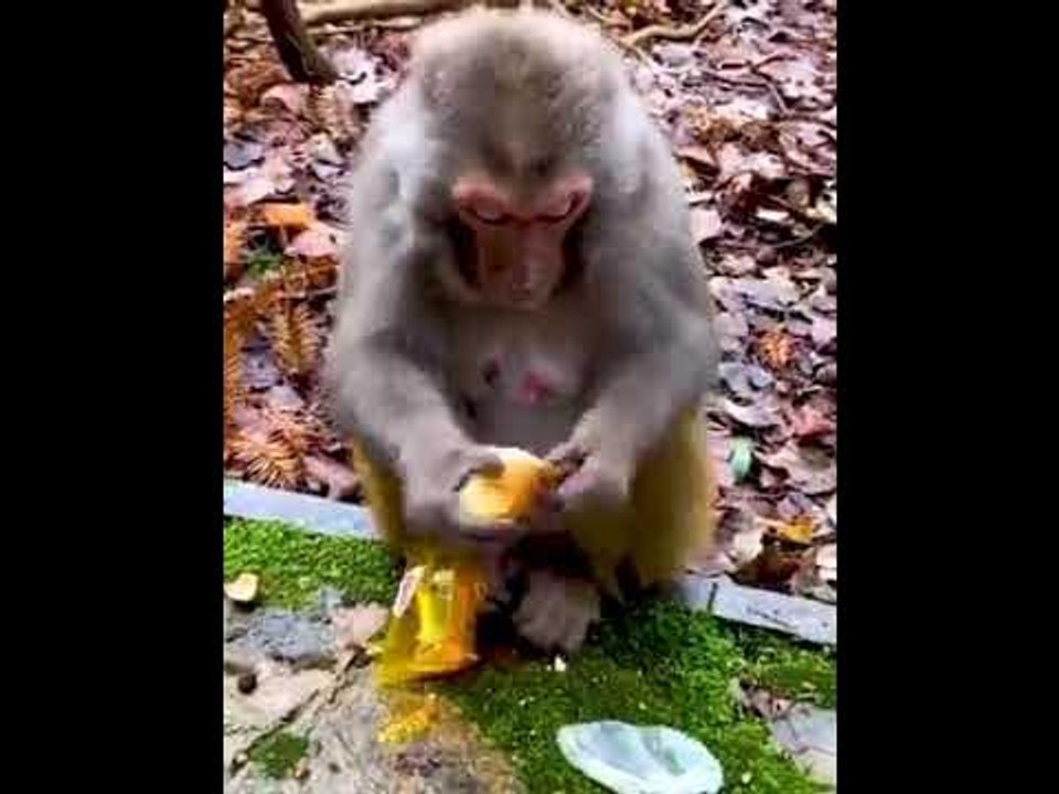 Monkey teasing Dog  #animals @actuFrance8338