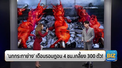 ‘นกกระทาย่าง’ เดือนรอมฎอน 4 ชม.เกลี้ยง 300 ตัว!