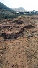 बाघ की राह में बसा ली बस्ती