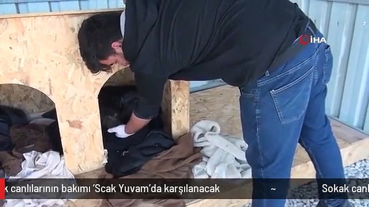 Sokak canlılarının bakımı 'Scak Yuvam'da karşılanacak
