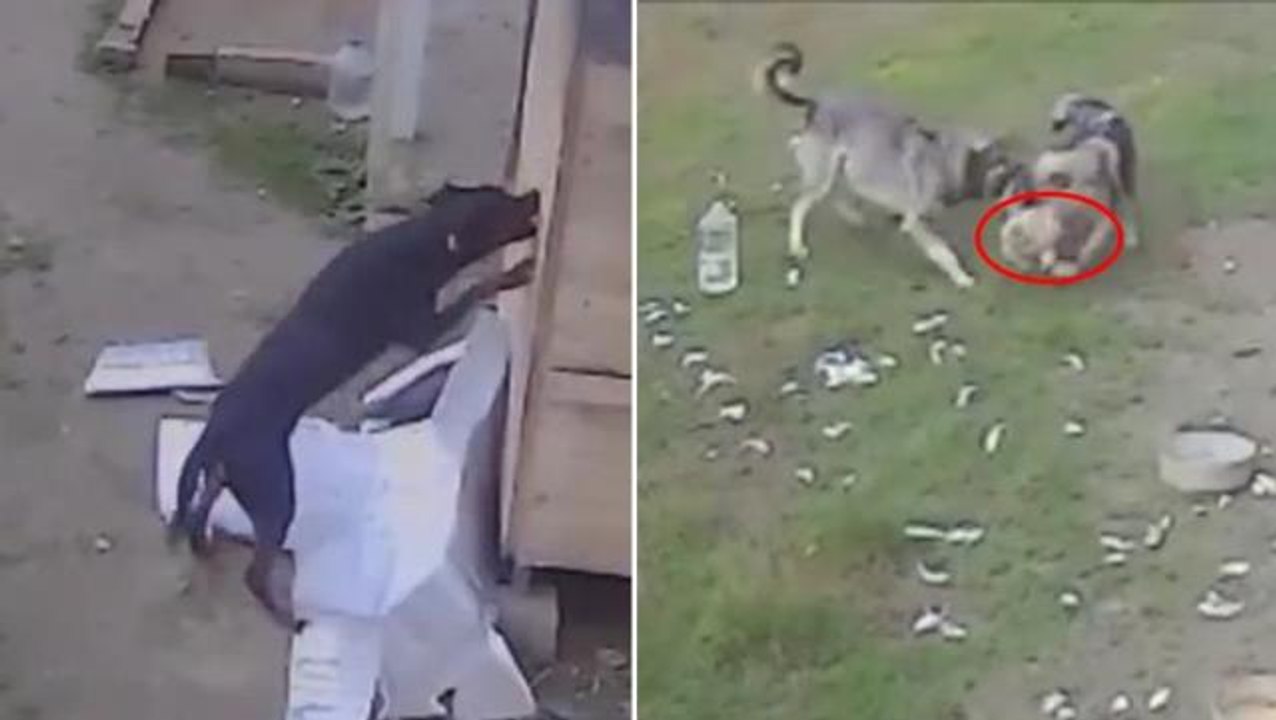 Samsun'da başıboş köpekler, kümese saldırıp birçok hayvanı telef etti