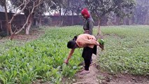 Radish harvesting in Rural India's Crop Field