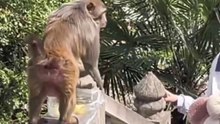 Girl kindly fed the macaque, the monkey slapped the girl violently.女孩好心餵獼猴，潑猴沖上前打女生。真是好心沒好報！