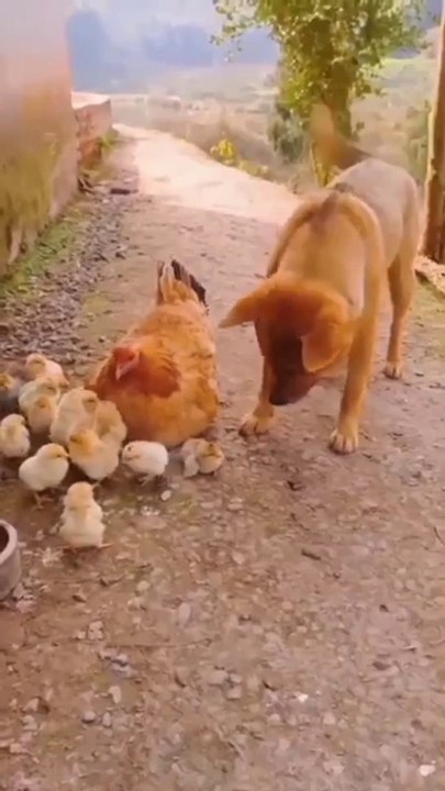 Funny dog with hen