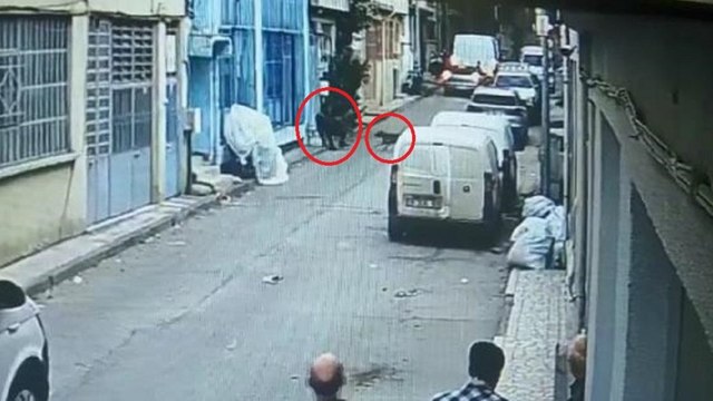 Pitbull lu saldırı davası ağır cezada görülecek