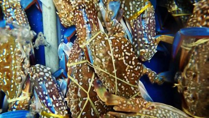 $7 Asian Crab vs $77 Asian Crab!! Rarely Seen Seafood Species!!