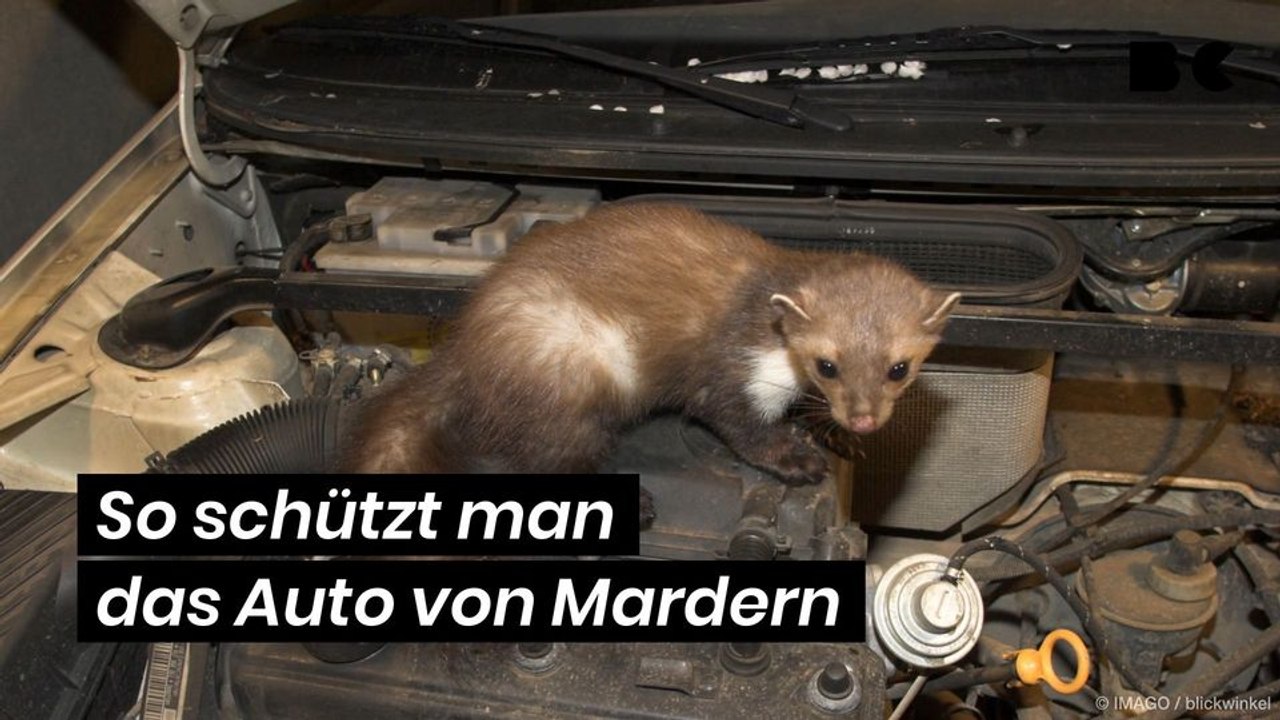 So schützt man das Auto von Mardern
