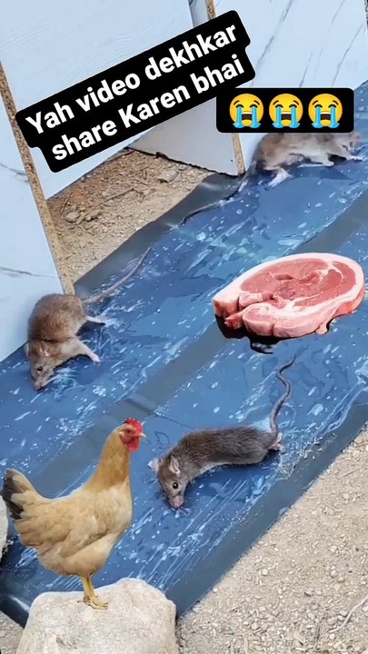Funny Video