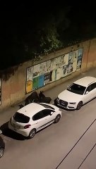 Cinghiali a spasso per Ancona: il video