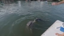 Ranger, el delfín rescatado