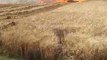 अन्नदाता बर्बाद : गेहूं के खेत में भीषण आग लगने से आंखों के सामने खाक हुई 25 एकड़ फसल, VIDEO