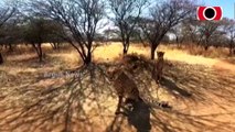 Namibian Cheetah Dies Of Kidney Infection At Kuno National Park In Madhya Pradesh