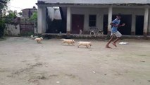 Puppies of White German Shepherd and Siberian Husky in Rural India