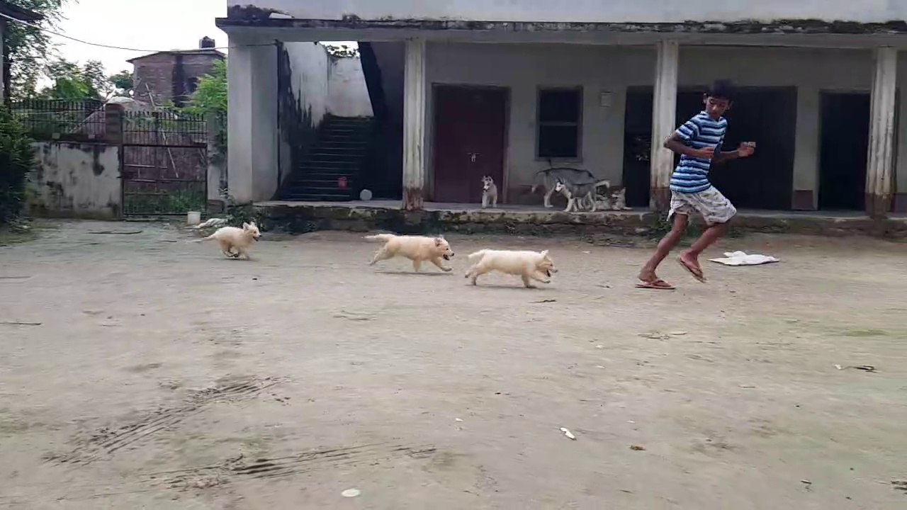 Puppies of White German Shepherd and Siberian Husky in Rural India