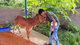 Emotional bond of an Indian boy with a cow's Calf.