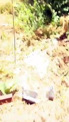 Girl Trying to Make Friends with Sheep Struggles