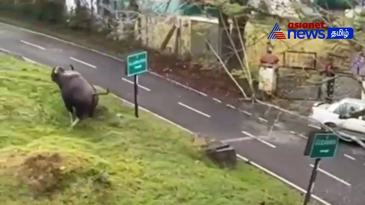 Viral Video : குன்னூர் அருகே ஆக்ரோஷமாக மோதிக்கொள்ளும் இரு காட்டெருமைகள்! வைரல் வீடியோ!