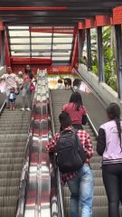 Independent Doggo Chillaxes On Escalator