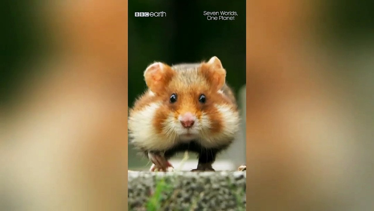 The cutest animal ever?