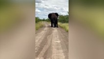 Footage shows group of trainee safari guides fleeing from 