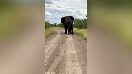 Footage shows group of trainee safari guides fleeing from "once in a lifetime" battle between bull elephants