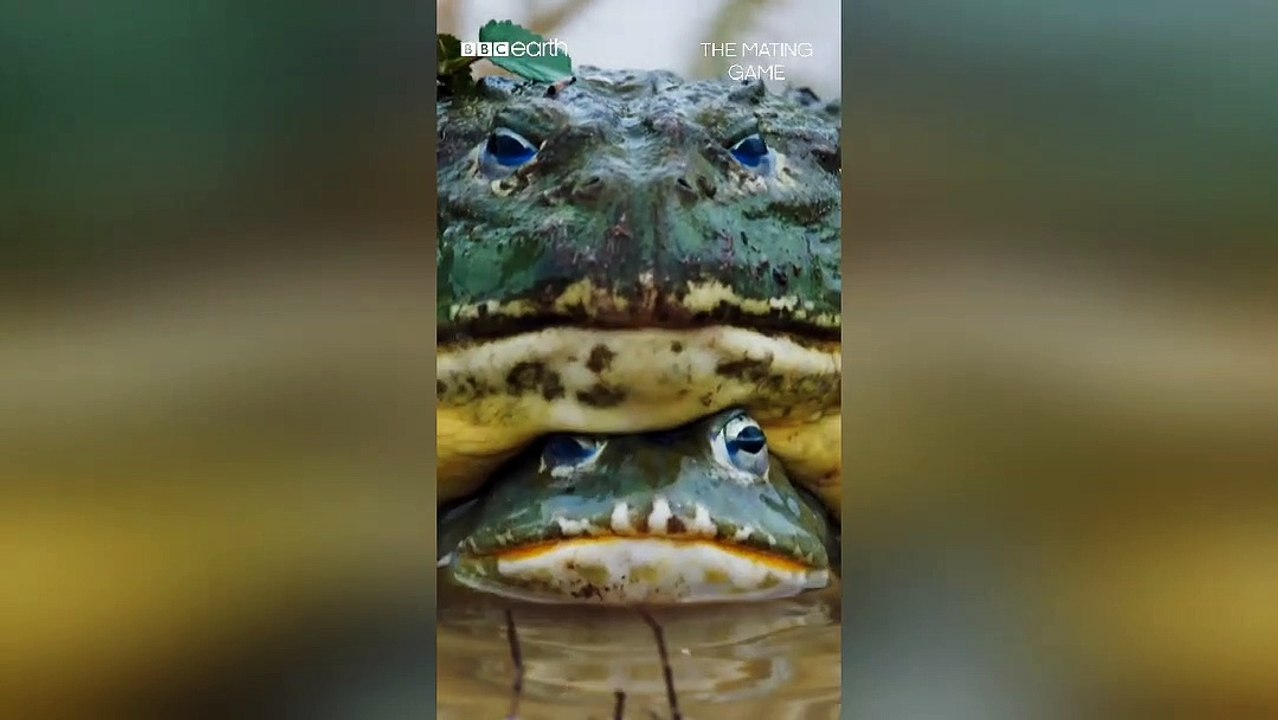 Look out for the bullfrog butt bite 