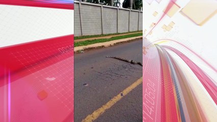 Jiboia 'fugitiva' é flagrada em rua do PR e ataca morador; assista