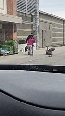 Geese Aren't Huge Dog Fans