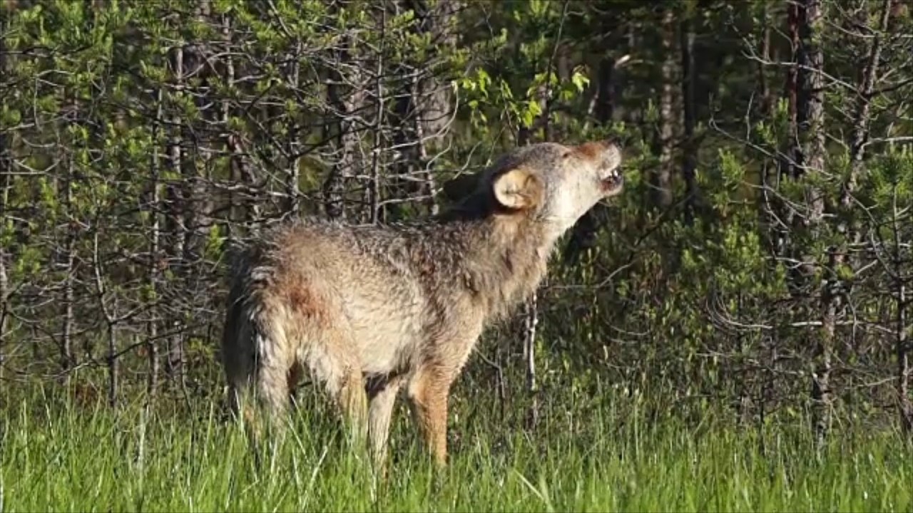 Harz: Polizei und Feuerwehr suchen 'Wolfsmensch'