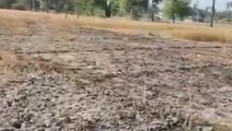 सिवान: गेंहू के खेत में गिरा हाईटेंशन तार, फसल जलकर हुई राख, किसान कर रहें मुआवजे की मांग