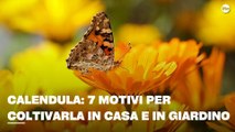 Calendula: 7 motivi per coltivarla in casa e in giardino