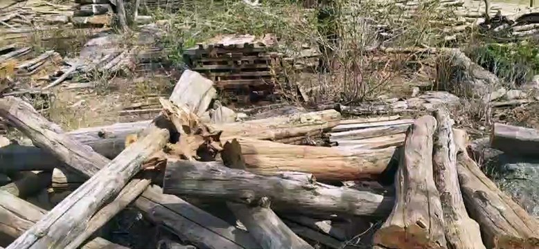 वन विभाग के काष्ठगार में रखी रखी खराब होती जा रही लकडिय़ां