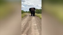 Trainee safari guides flee as two bull elephants clash