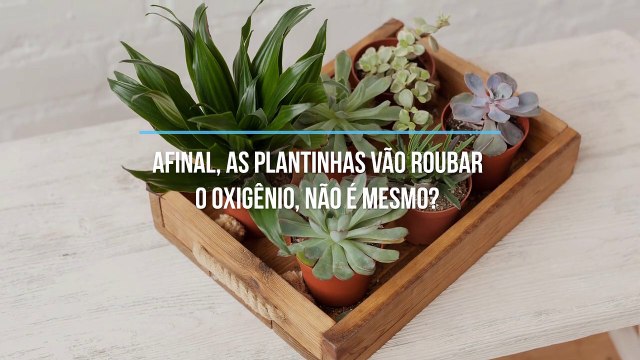 Confira quais as melhores plantas para ter no quarto!