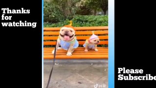 FUNNY VIDEOS _ANIMAL FUNNY VIDEOS FUNNY VIDEOS_CATS AND DOGS FunNY VIDEO COMPILATION