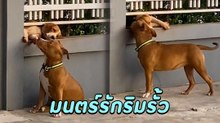 น้องพิตบูลคลั่งรัก เจอผู้ชายเข้าหน่อยวิ่งเข้าหา หยอกเย้าทำเหล่าทาสหมาเอ็นดู