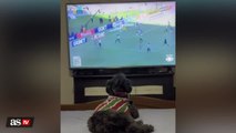 Dog celebrates goal for his soccer team